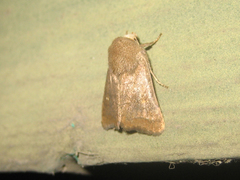 Athetis stellata