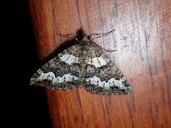 Chrysolarentia gypsomela