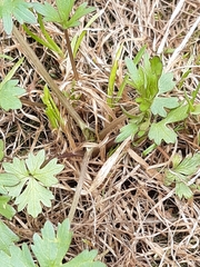 Ranunculus