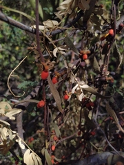 Maytenus phyllanthoides