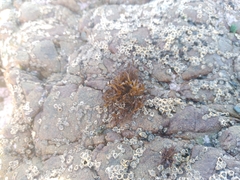 Nothogenia fastigiata