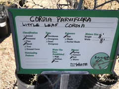 Cordia serratifolia