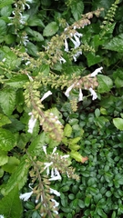 Salvia tashiroi