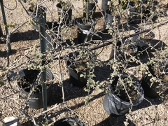Cordia serratifolia