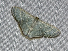 Lophophleps triangularis