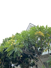 Plumeria