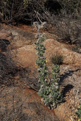 Berkheya onobromoides