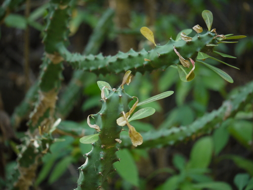 Euphorbia neriifolia