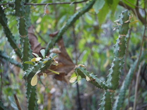 Euphorbia neriifolia