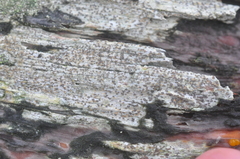 Buellia fosteri