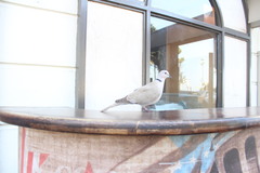 Streptopelia decaocto