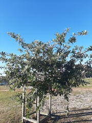 Brachylaena discolor