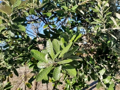 Brachylaena discolor