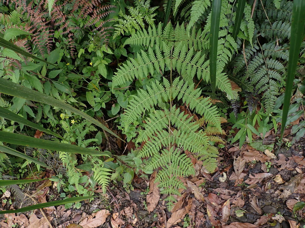 Hypolepis alpina (Hypolepis alpina)