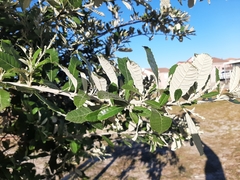 Brachylaena discolor