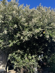 Brachylaena discolor