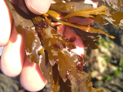 Nancythalia humilis