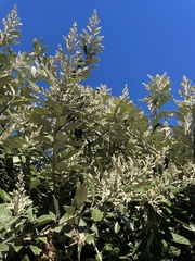 Brachylaena discolor