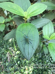 Chloridolum taiwanum
