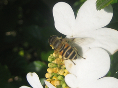 Eristalis cerealis