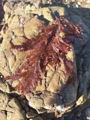 Euptilota formosissima