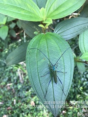 Chloridolum taiwanum