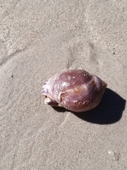 Semicassis zeylanica