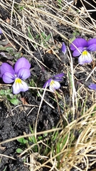 Viola aethnensis