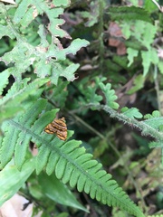 Choreutis amethystodes
