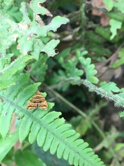 Choreutis amethystodes