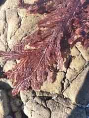 Euptilota formosissima