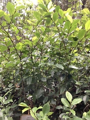 Magnolia figo