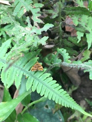 Choreutis amethystodes