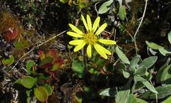 Brachyglottis bellidioides