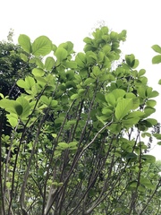 Magnolia × alba