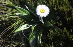 Celmisia semicordata