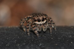 Maratus vespertilio