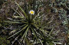 Celmisia armstrongii