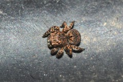 Maratus vespertilio
