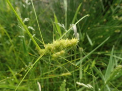 Carex neurocarpa