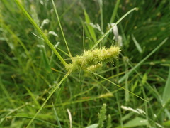 Carex neurocarpa