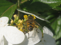 Eristalis cerealis