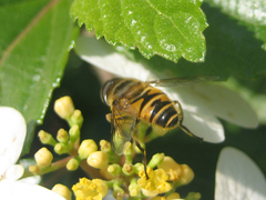 Eristalis cerealis