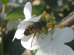Eristalis cerealis