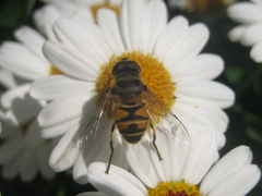 Eristalis cerealis