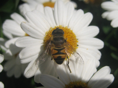 Eristalis cerealis