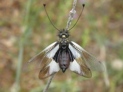 Libelloides lacteus