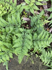 Athyrium niponicum