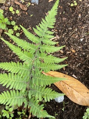 Athyrium niponicum