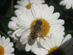 Eristalis cerealis